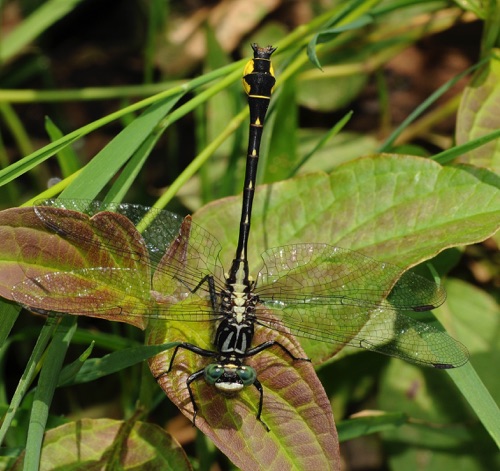 Male
2009_06_13_Rabun